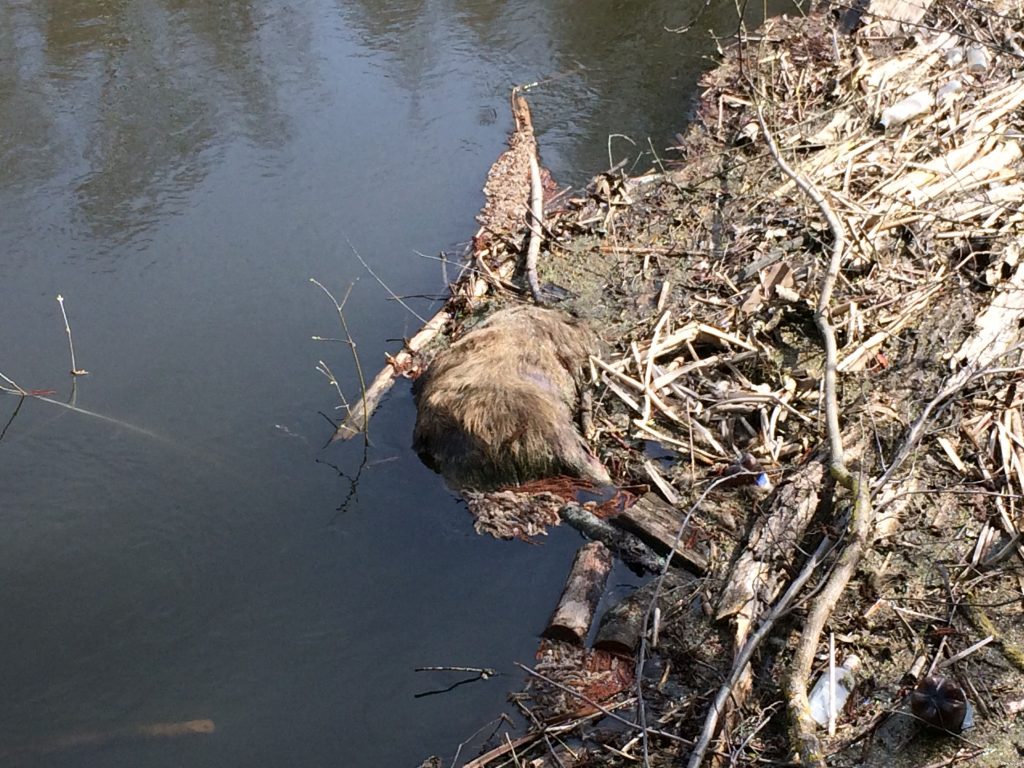 Копальхен (игунак)2