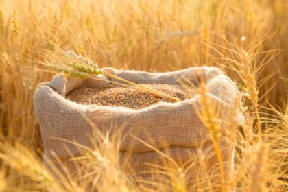 Росія вкрала українського зерна на понад сотню мільйонів доларів