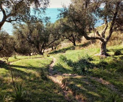 Гастро замітка: оливкова олія — золотий секрет довголіття жителів Середземномор’я