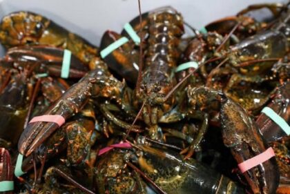 Чорноморка, рибні новини: атлантичні лобстери, лосось та оселедець, і соління ікра до новорічних свят