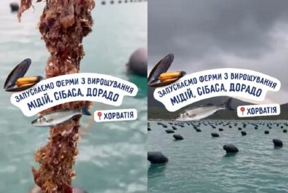 «Чорноморка» відкривають ферму з вирощування мідій, сібаса та дорадо