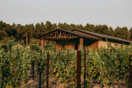 Українське вино взяло золото на міжнародному конкурсі у Франції. Друге вино тієї ж виноробні взяло срібло