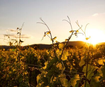 Decanter World Wine Awards 2026: автохтонні сорти Балкан здобули топ-нагороди